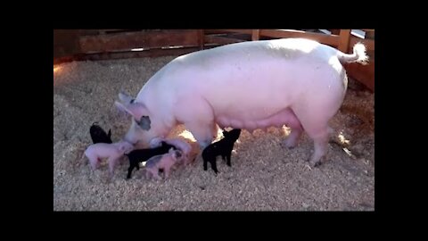 AWESOME MOTHER PIGS & THEIR PIGLETS