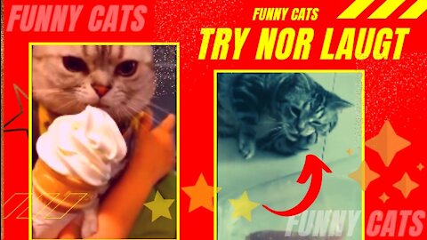 Funny Cats Laugh Alert Try not to laugh...#19