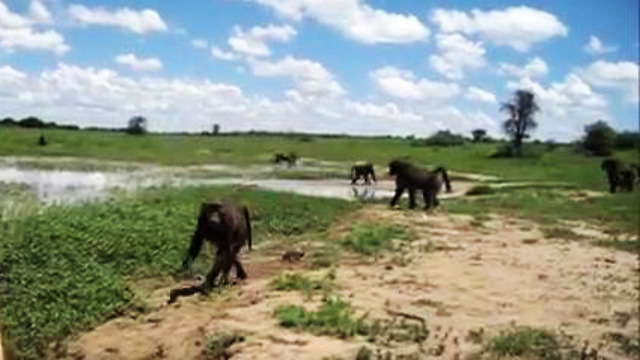 Rescued baboons go for a walk