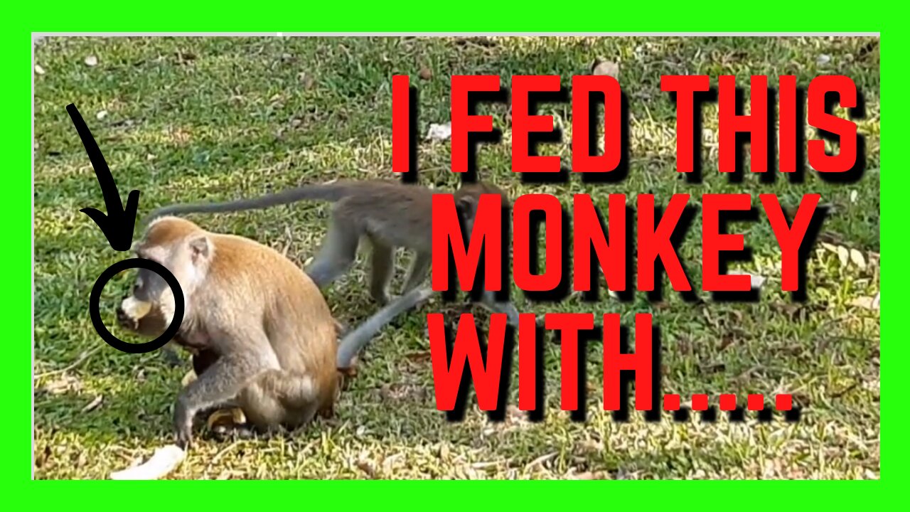 Adorable Monkey Enjoying His Banana | Cute Animals