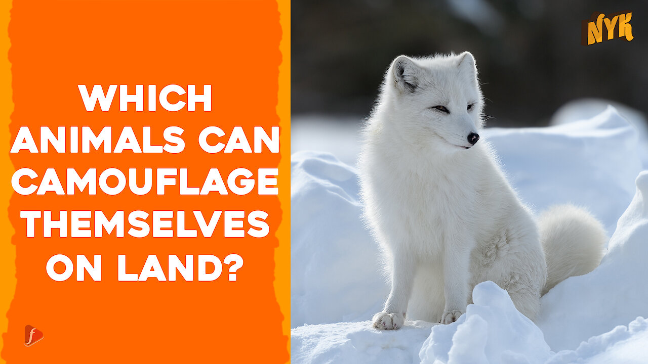 12 Animals That Can Blend With Their Environment On Land