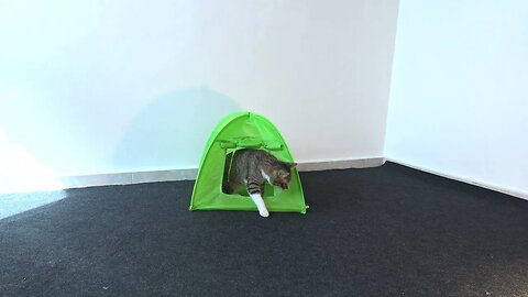 Cat Gets a New Tent