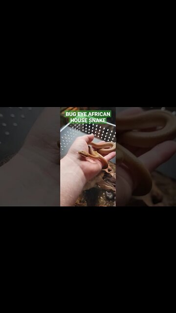 CUTEST Snake in the WORLD!