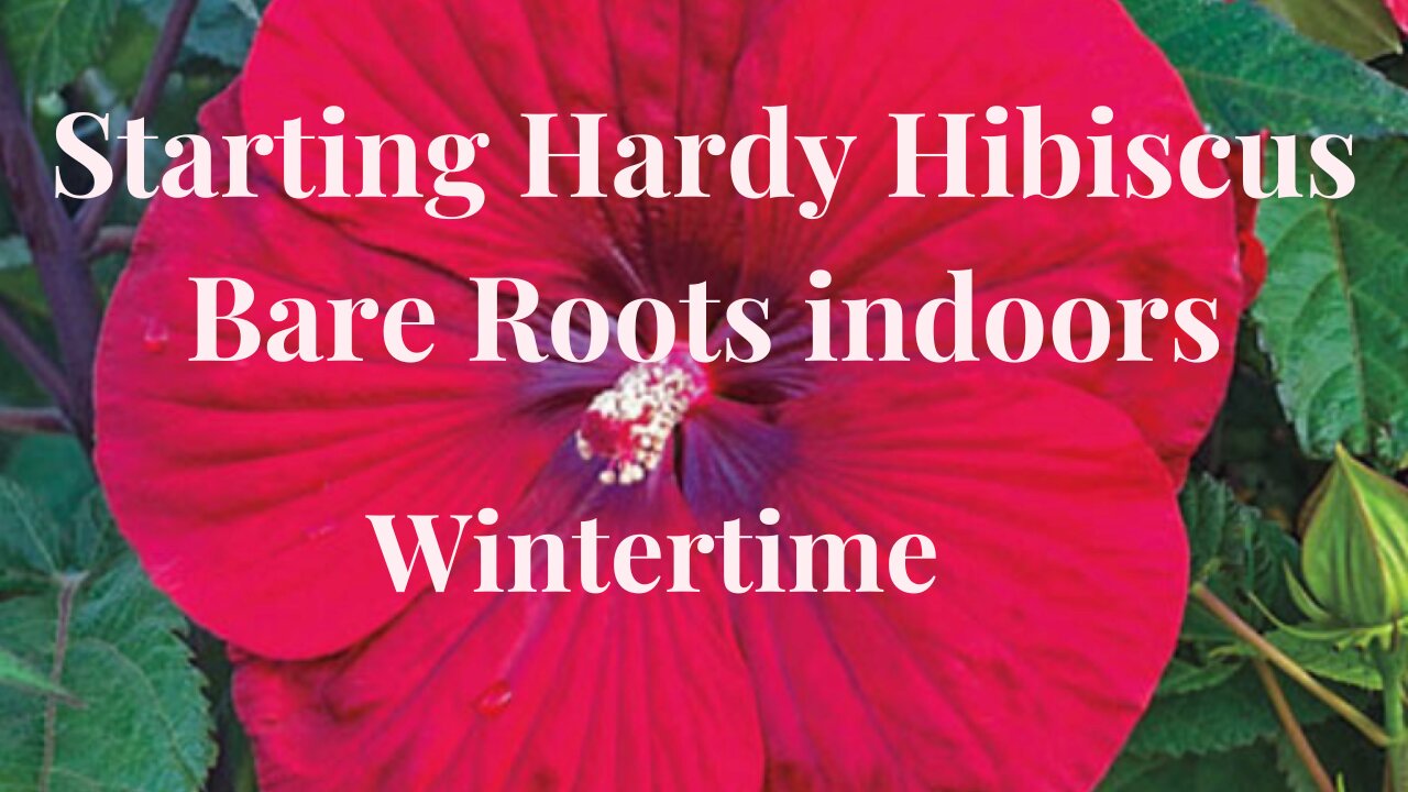 Growing Hibiscus in Containers (Wintertime): Will it Work?