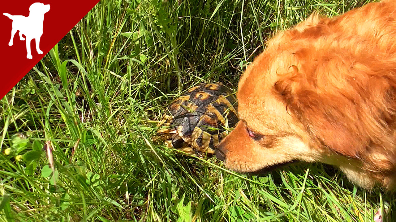 Dog and Turtles no2 - Kokoni Dog Breed