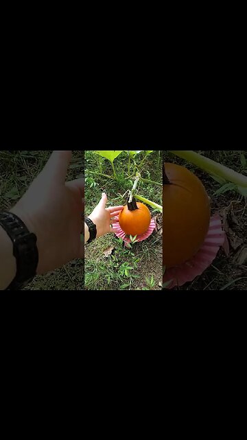 Pick the Pumpkin now or later? #gardening #gardenbeds #vegetable