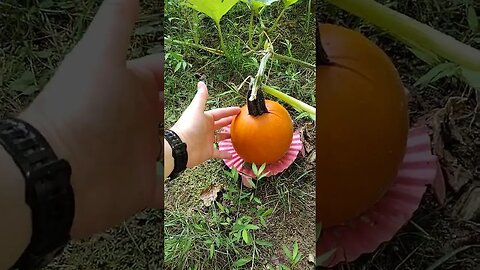 Pick the Pumpkin now or later? #gardening #gardenbeds #vegetable