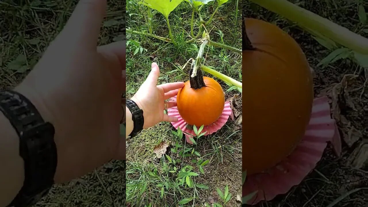 Pick the Pumpkin now or later? #gardening #gardenbeds #vegetable