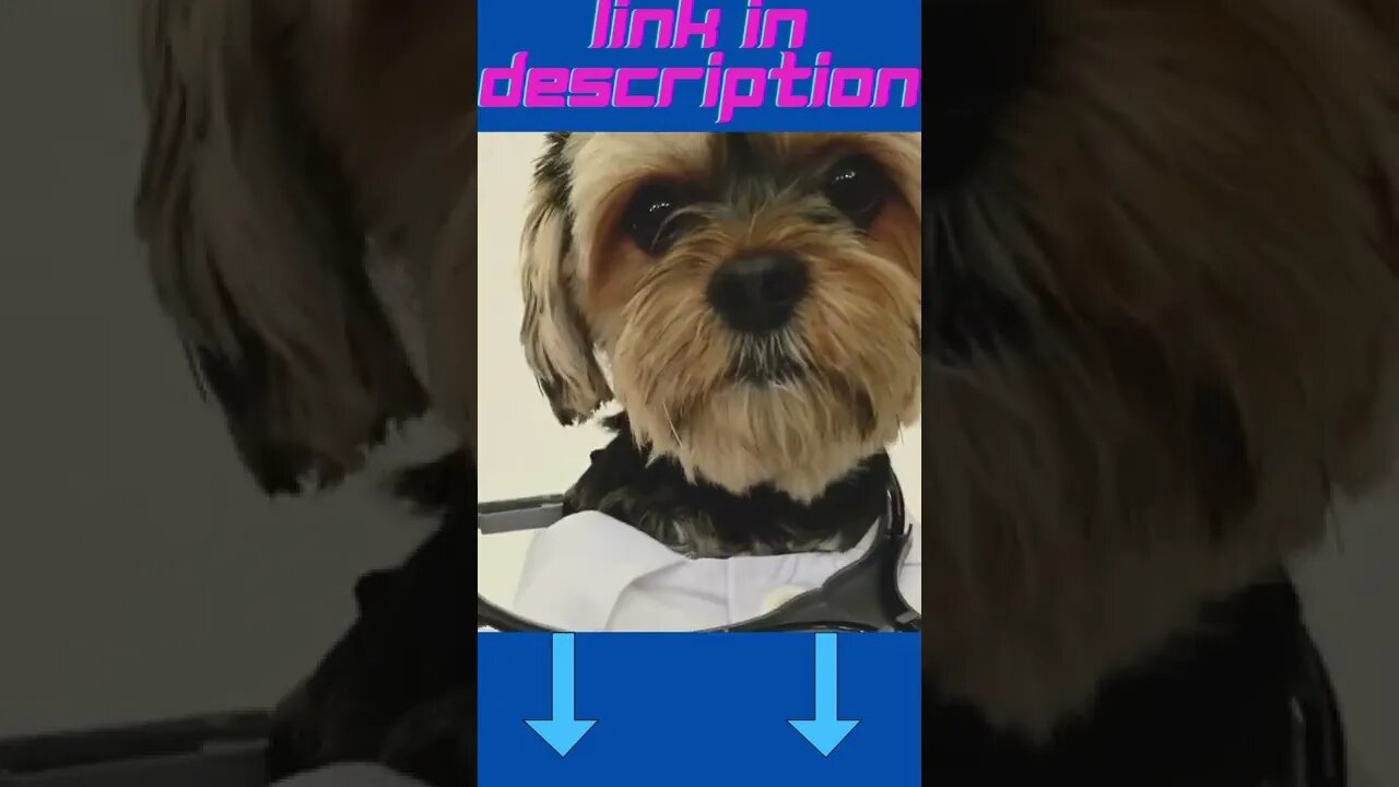 Funny Dog Dressed As Doctor #Shorts