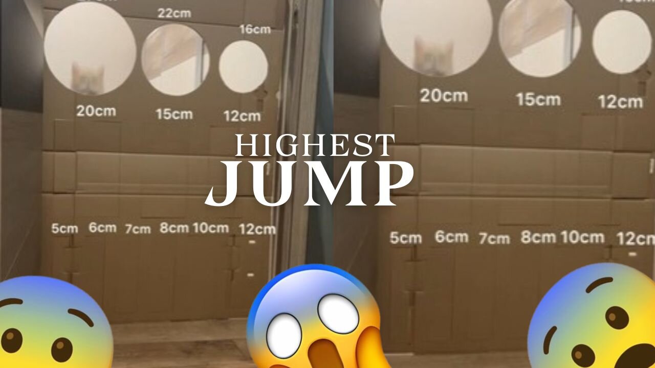 Sweet Cat Jump: You Won't Believe How High It Went!