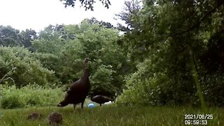 Wait for adorable baby turkey cuteness