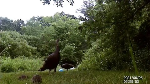 Wait for adorable baby turkey cuteness