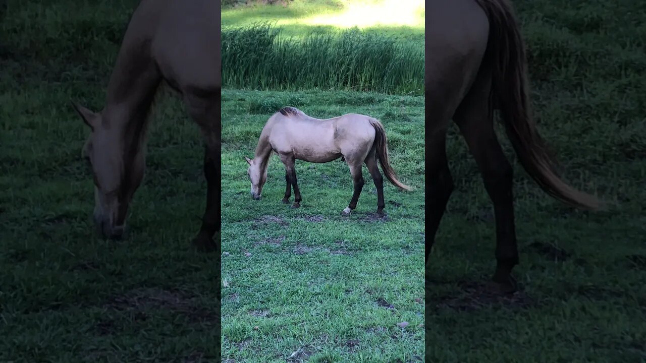 Arthur the rescue horse and Penny the old gal