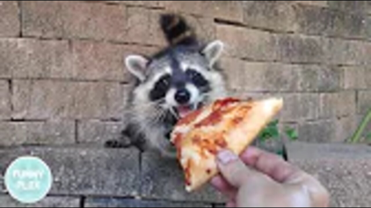 I fed this raccoon pizza until he became my best friend...