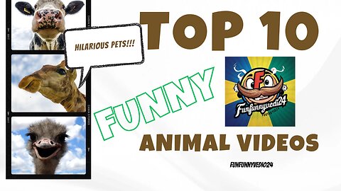 Top 10 funny animal vedio