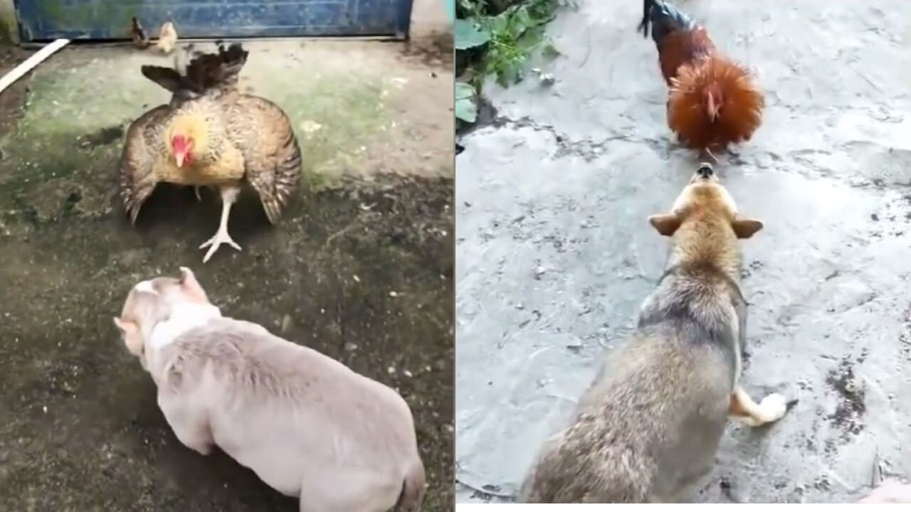 Hen (& Rooster) Vs Dog fight | Funny Dog Fight Videos