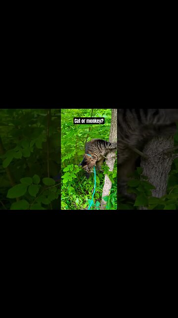 Wild cat jumps from tree🙀💀 #shorts#cat#asmr#fight#adley#aphmau#videos#mrbeast#spyninja#slime#funny