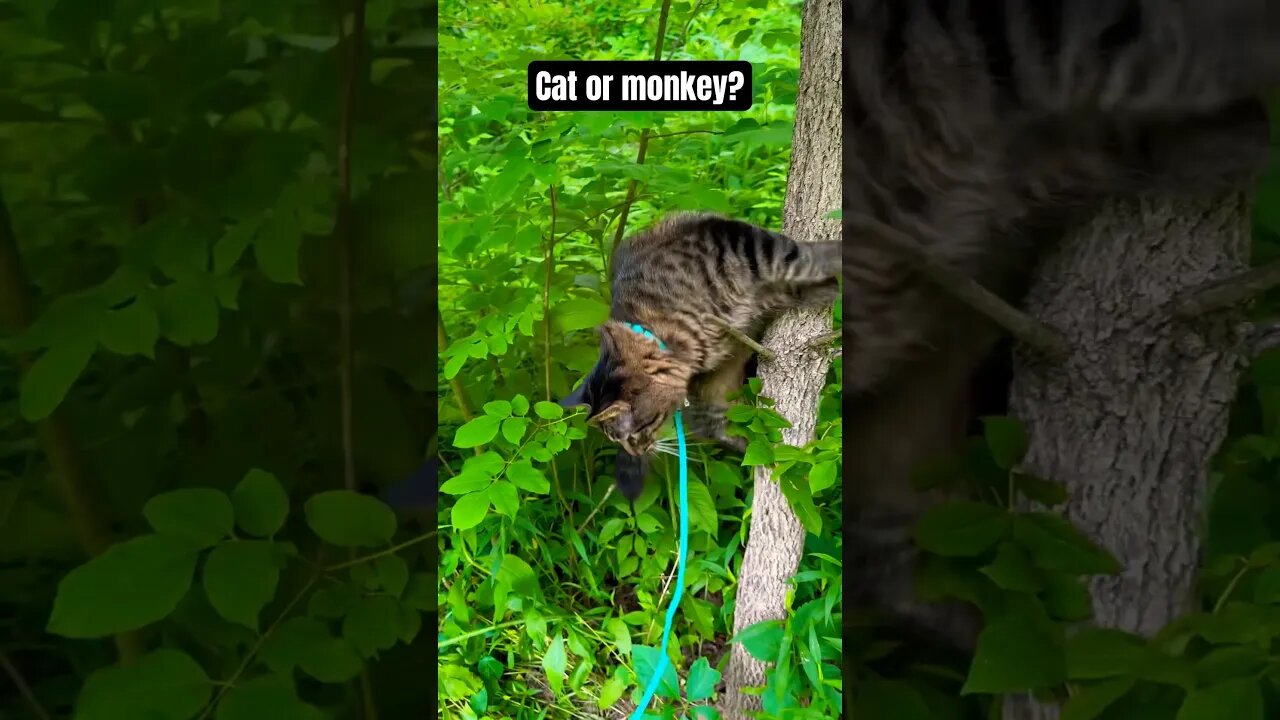 Wild cat jumps from tree🙀💀 #shorts#cat#asmr#fight#adley#aphmau#videos#mrbeast#spyninja#slime#funny