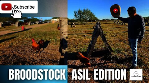 Gamefowl BROODSTOCK GAMEFARM Walkthrough // Asil Edition