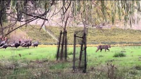 Un lynx se fait rabrouer par une volée de dindons!