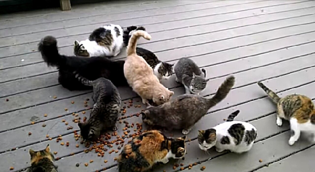 Funny Cat's family ready for lunch😂😆😀