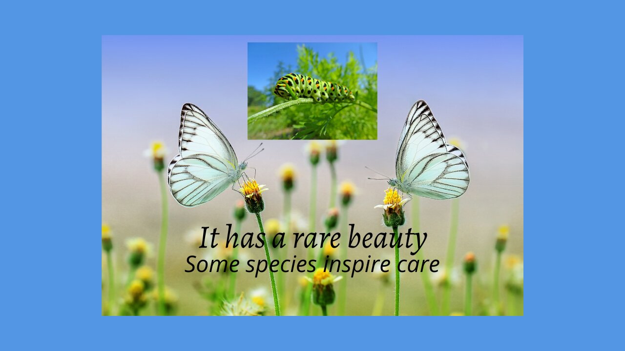 Caterpillar ... a harmless insect but certain species, inspire care.