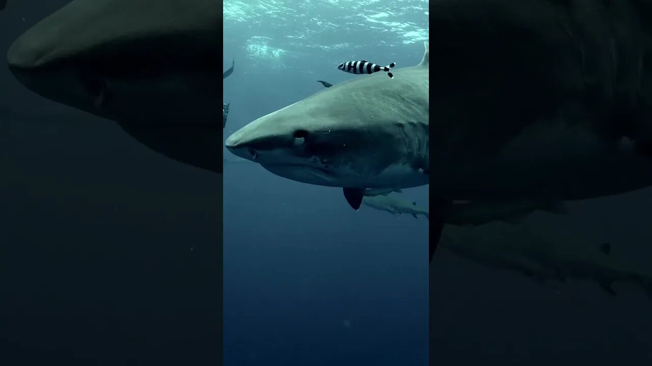 A close encounter with a huge shark.#shark #shorts #travelman