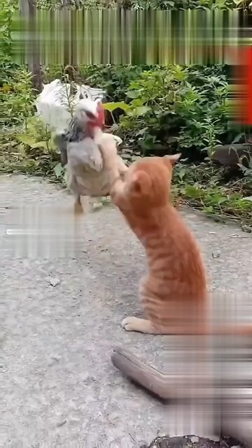 Fighting of cat and hen