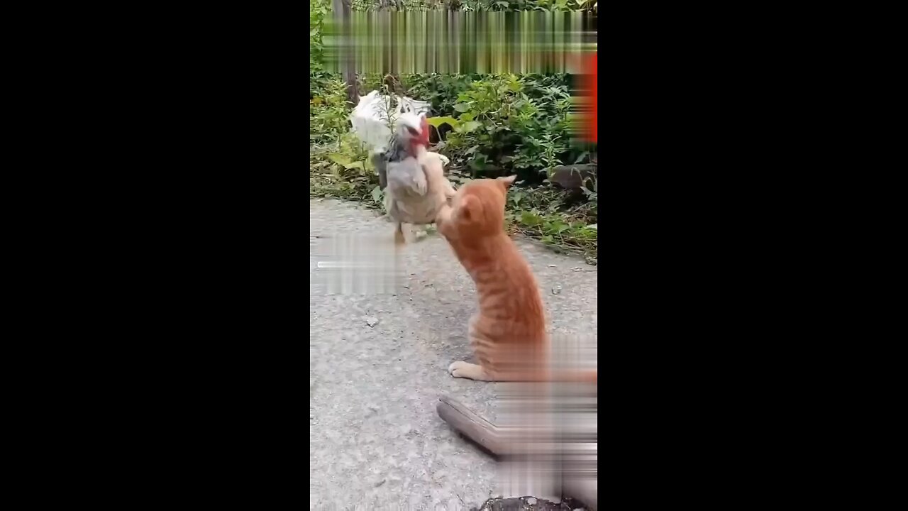 Fighting of cat and hen