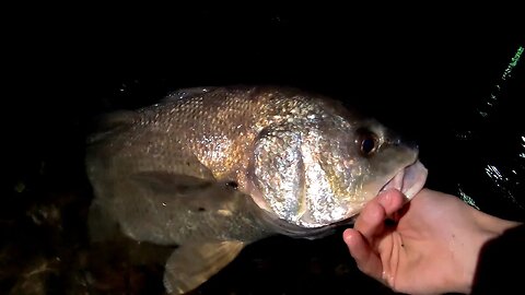 Freshwater Drum