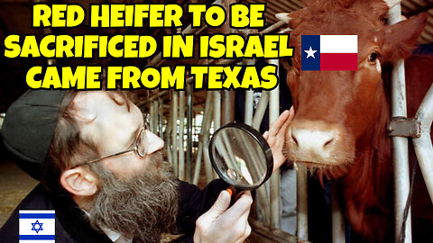 THE RED HEIFER TO BE SACRIFICED IN ISRAEL CAME FROM TEXAS, WHAT'S GOING ON HERE?