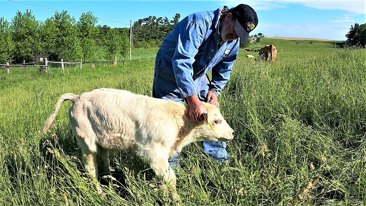 Big hearted farmer won't give up on courageous calf