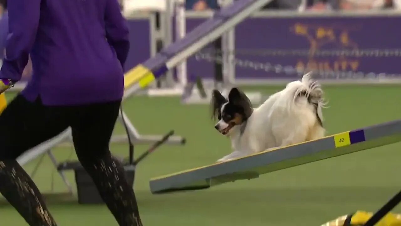 Best of the Agility competition from the 2020 Westminster Kennel Club Dog show