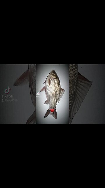 #caras fara #saredelamaie rupe inima #jmek #splashipula #veceu #gibelio #cuc