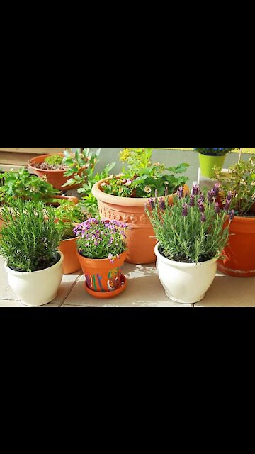 Container garden in my home, absolutely beautiful