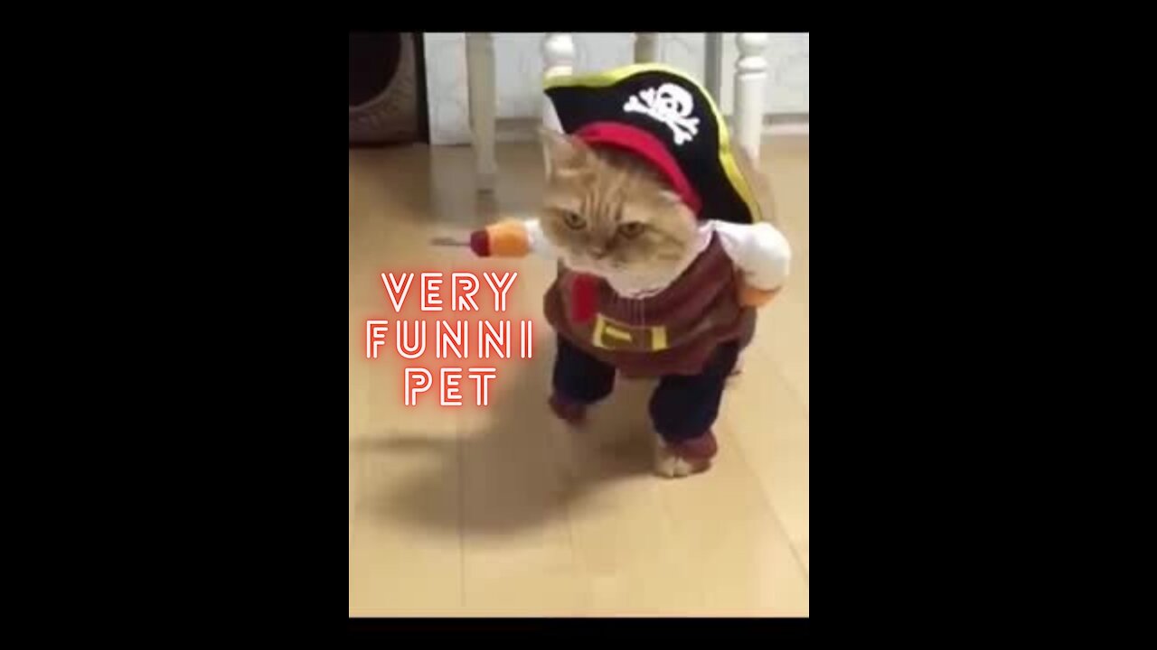 Cute Pets And Funny Animals Compilation #1 :) ...!!!