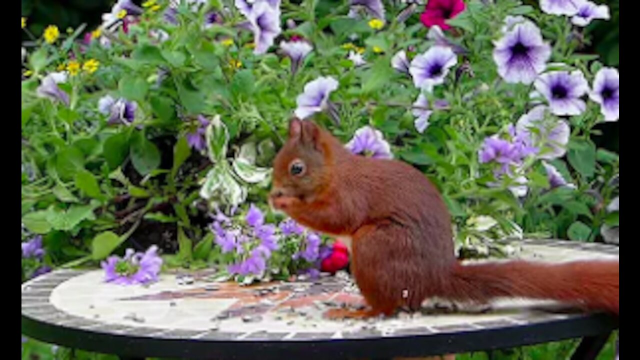 Animals Being Cute For Three Strait Minutes