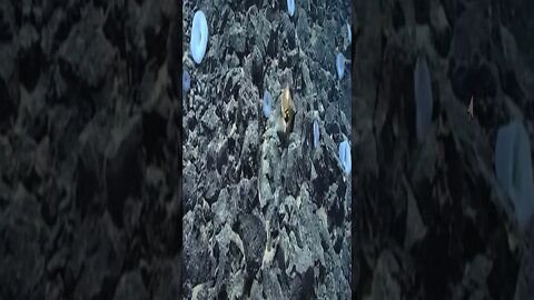 extraño Huevo dorado hallado en el mar p 3 #paranormal #extraterrestre #abduccion