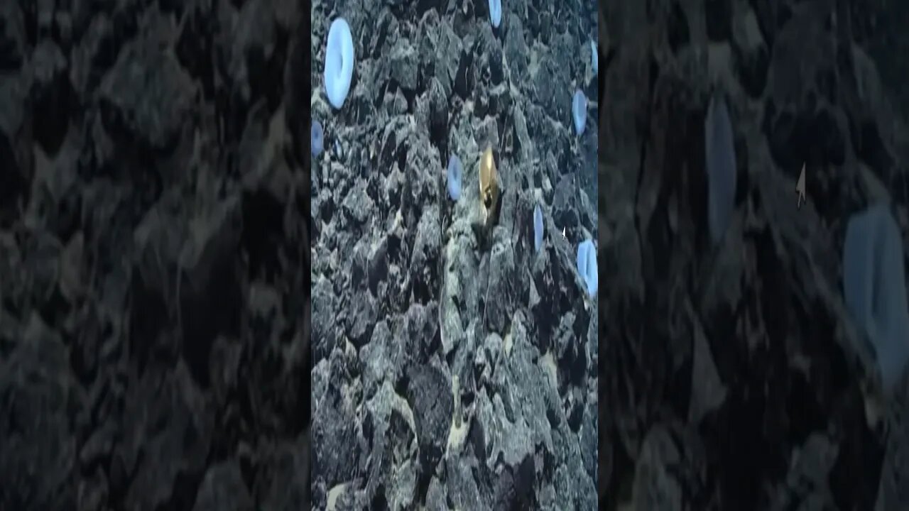 extraño Huevo dorado hallado en el mar p 3 #paranormal #extraterrestre #abduccion
