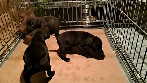 the voice Patterdale Terriers old 27days Obi2023 Strongdog Bull type performance Fell dogs litters