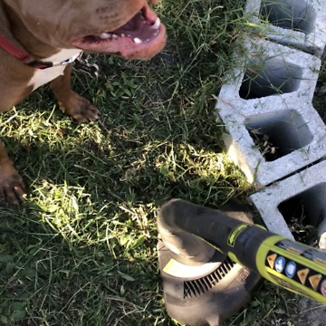 Pit Bull ATTACKS weed whacker