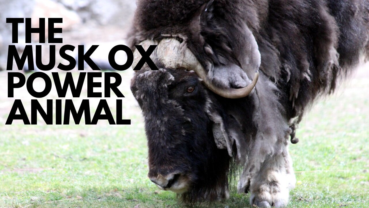 Musk Ox Power Animal