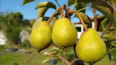 Maçã e pêra produzem em clima quente e goiaba de kilo em Maricá Rio de janeiro Brasil 🇧🇷