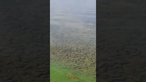 Schubert The Trout