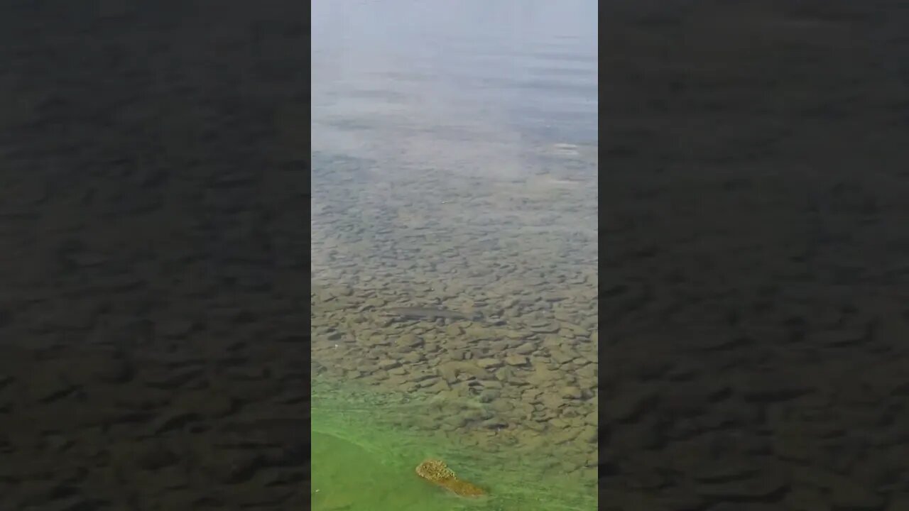 Schubert The Trout