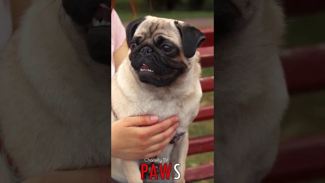 🐶 #PAWS - Cuddled on the Bench: Love and Connection with a Pug in Her Embrace 🐾