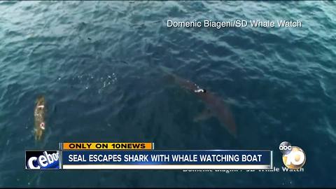 VIDEO: Shark chases seal off coast of San Diego