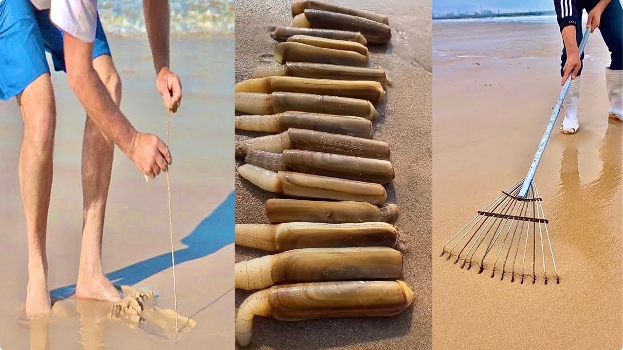 Activities of Chinese Fishermen Hunting Various Sea Animals around the Beach 🐙 Sea Creatures