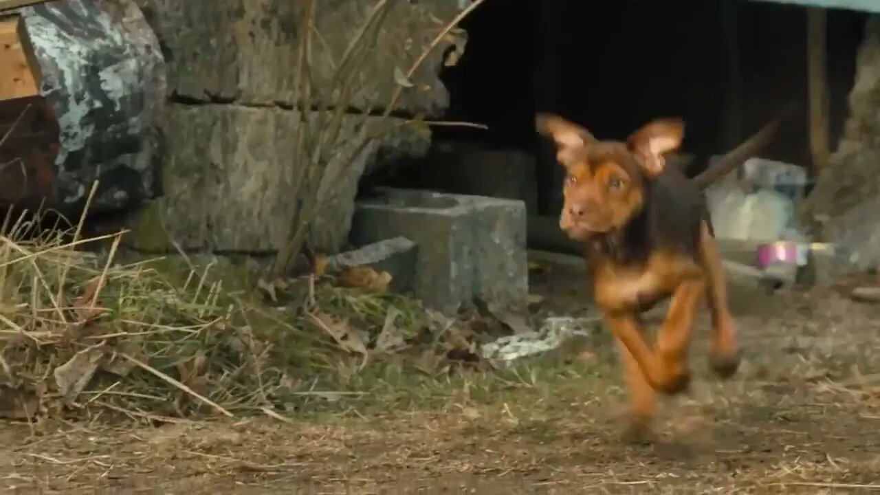 The Stray Dog Saved A Stray Cat, And When It Grew Up, It Found Out That It Was A Gouger74 6