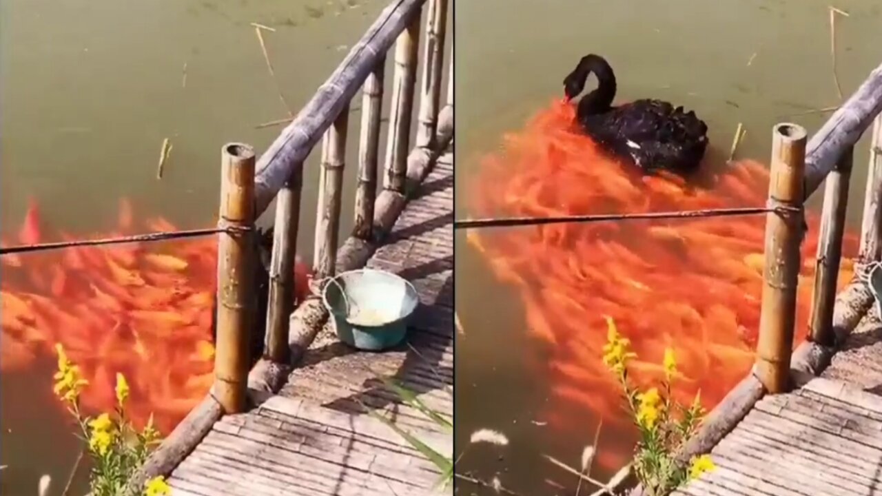 Big amazing fire bird video's